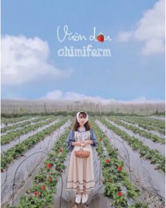 Vườn dâu tây chimi farm